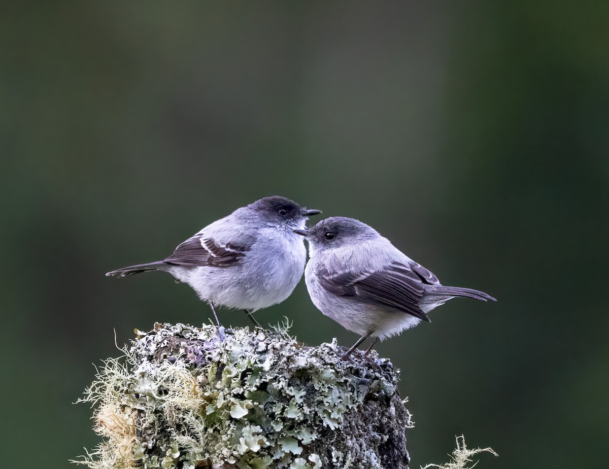 Torrent Tyrannulet - ML647353367