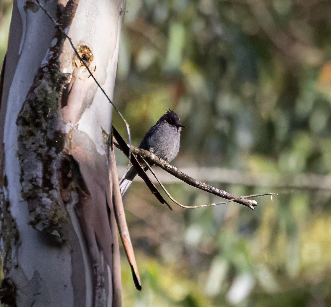 Smoke-colored Pewee - ML647353371