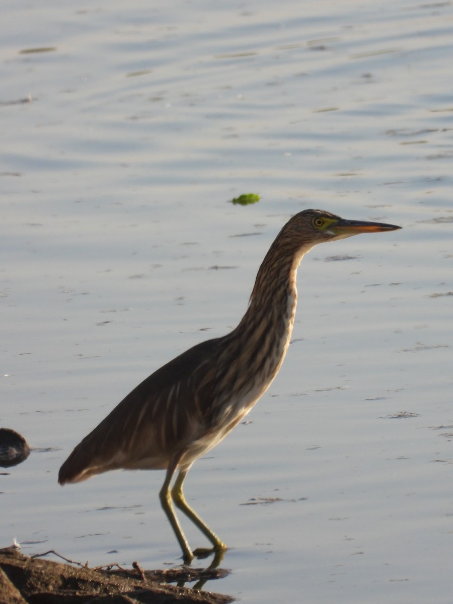 Indian Pond-Heron - ML647353372