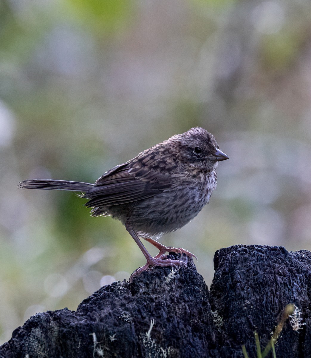 Rufous-collared Sparrow - ML647353375