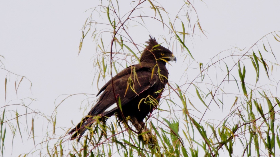 Long-crested Eagle - ML647353379