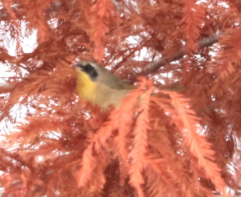 Common Yellowthroat - ML647353380