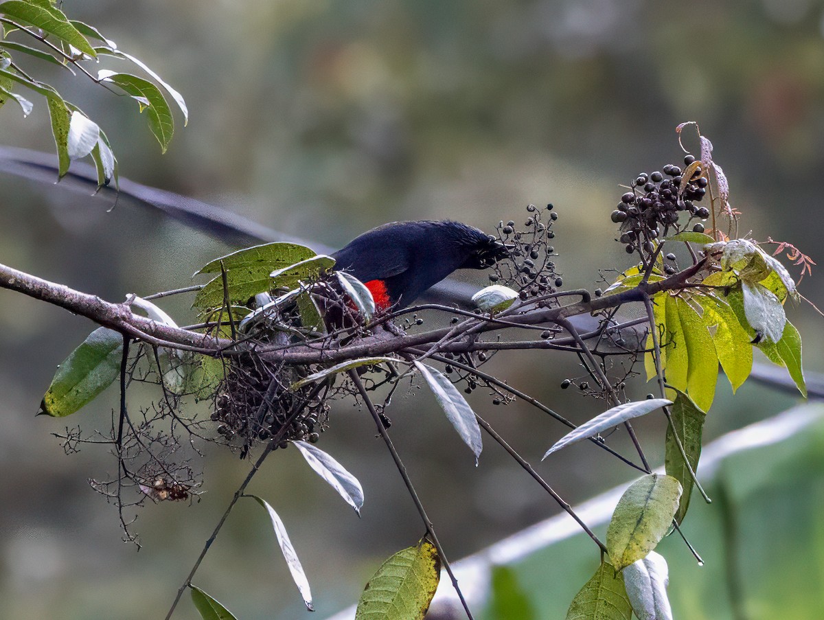 アカハラムクドリモドキ - ML647353385