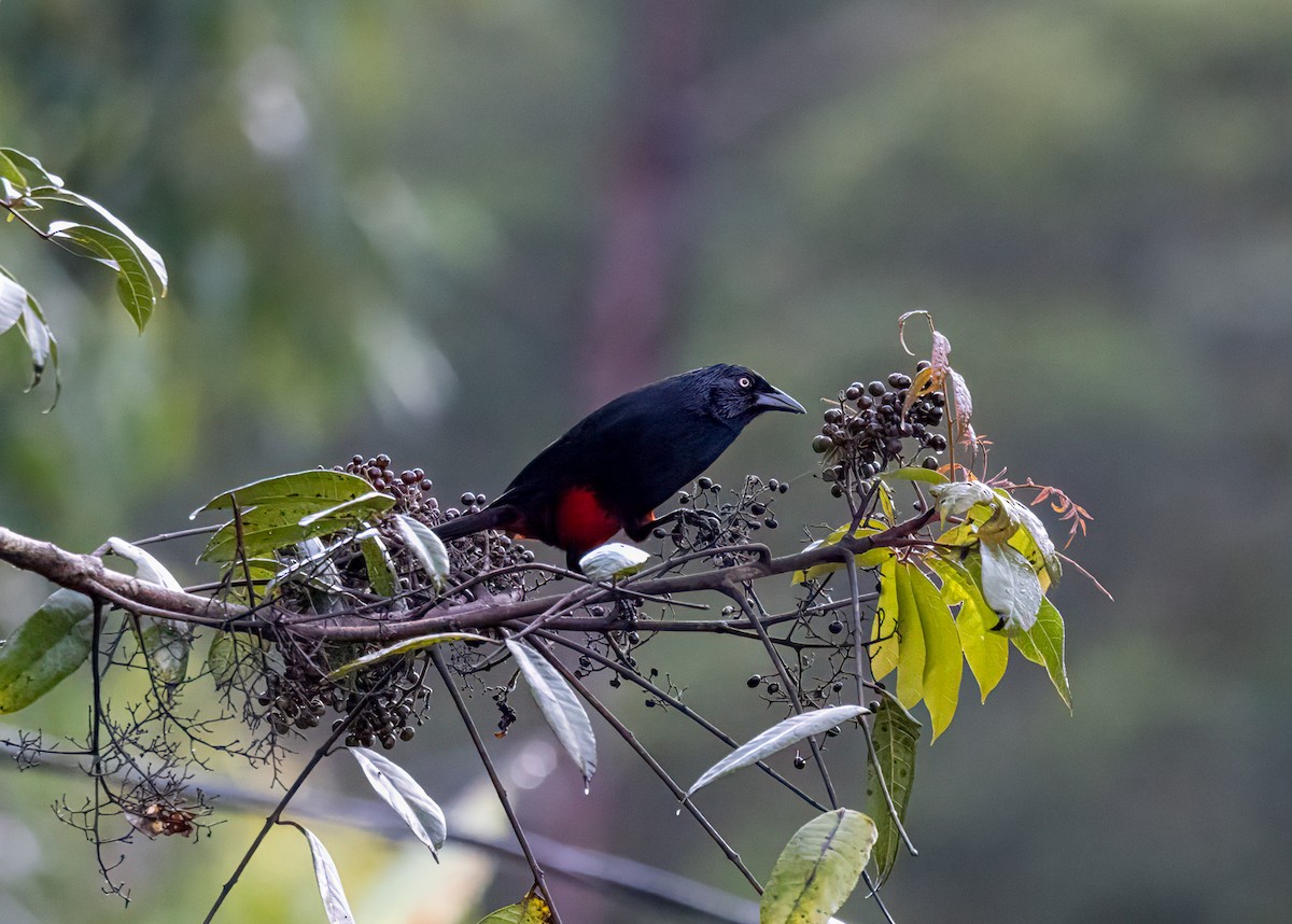 アカハラムクドリモドキ - ML647353386