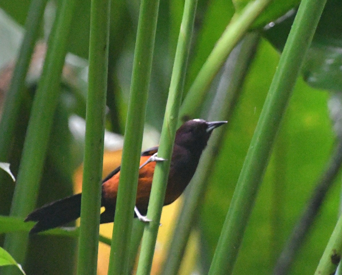 Martinique Oriole - ML647353388