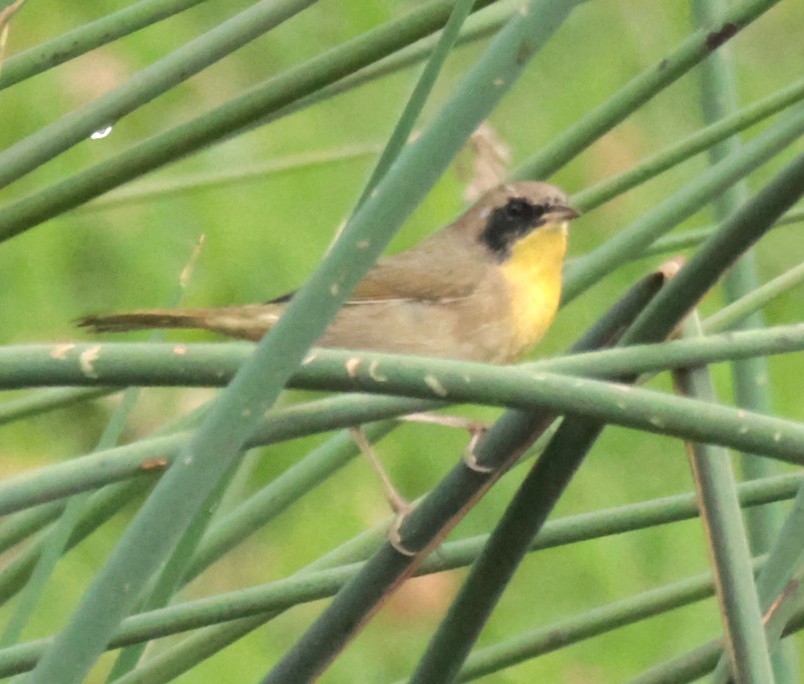 Common Yellowthroat - ML647353396
