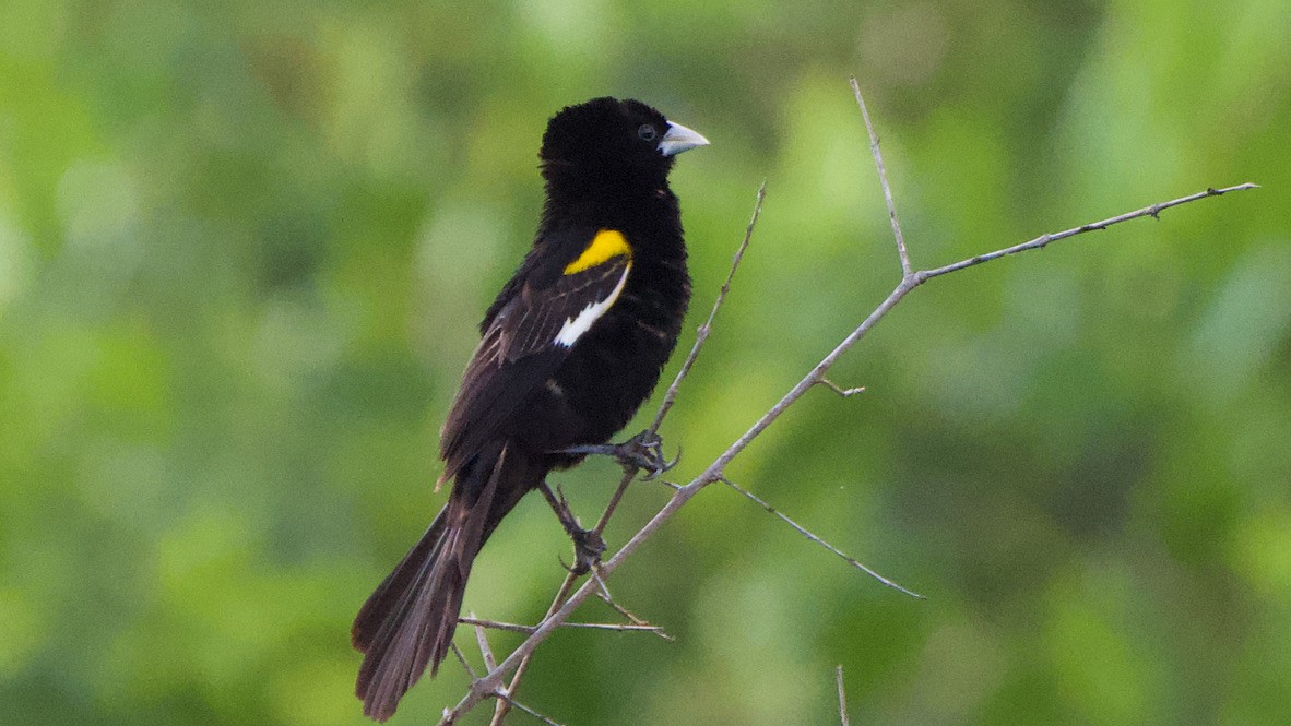 hvitvingevever - ML647353398