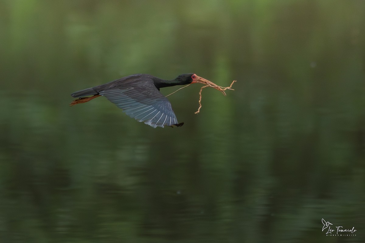 Bare-faced Ibis - ML647353406