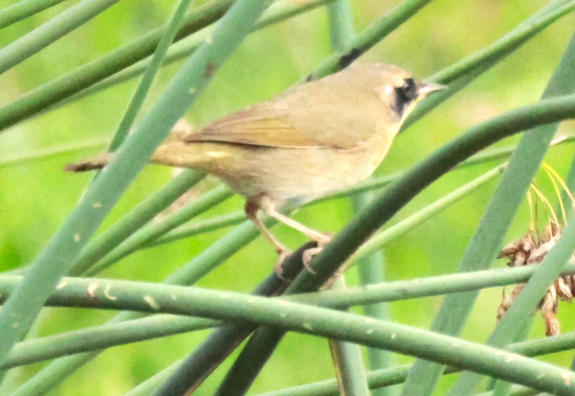 Common Yellowthroat - ML647353409