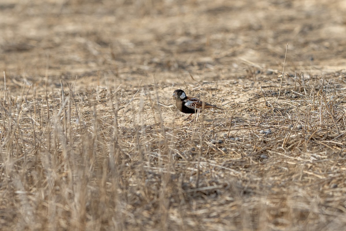 Kestane Sırtlı Serçe Toygarı - ML647353411