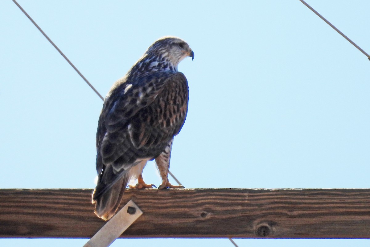 kongevåk - ML647353412