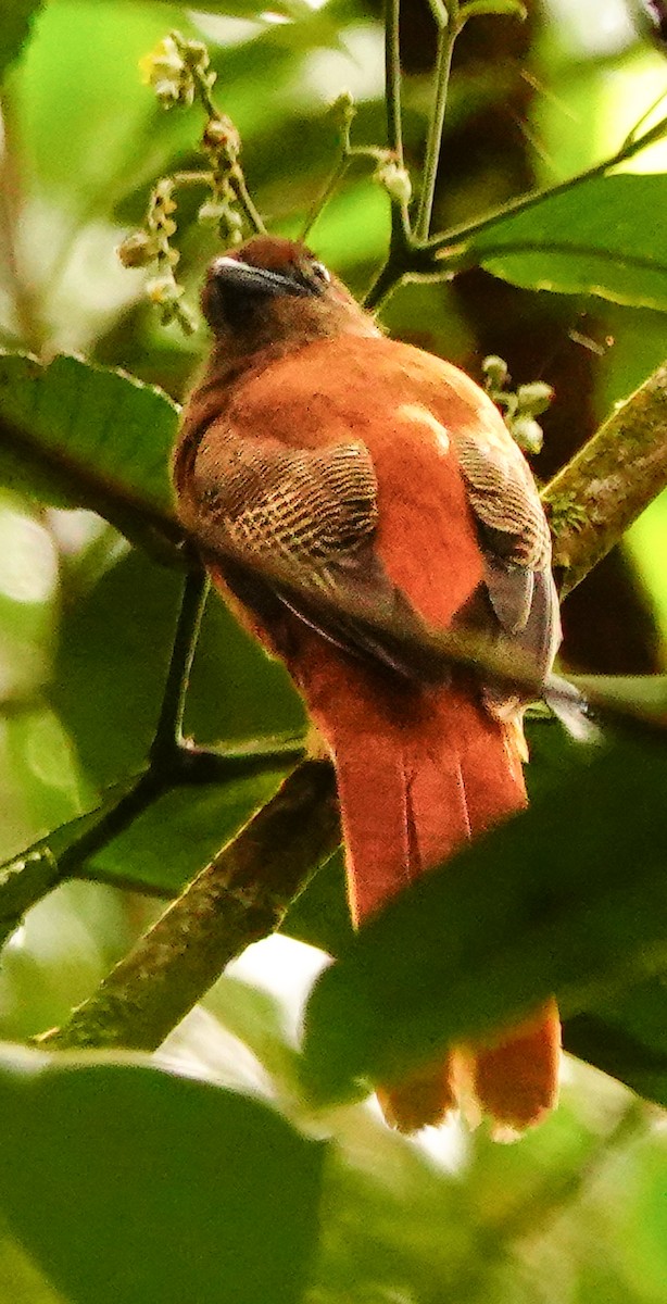 Trogon de Malabar - ML647353424