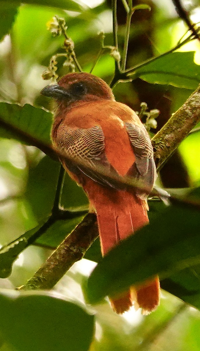 Trogon de Malabar - ML647353425