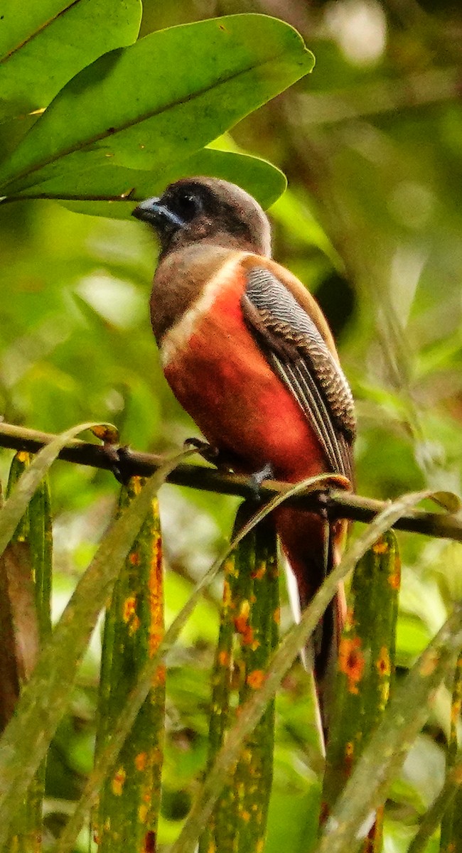 Trogon de Malabar - ML647353426