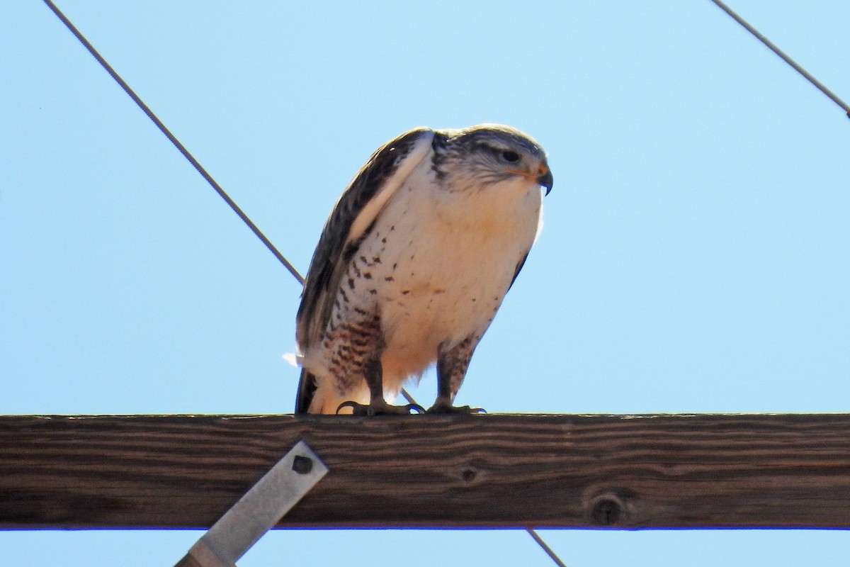 kongevåk - ML647353427