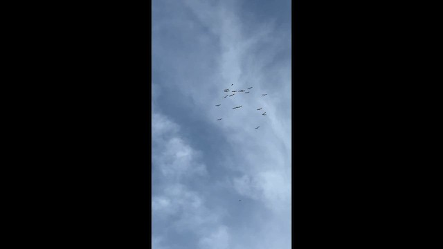 American White Pelican - ML647353449