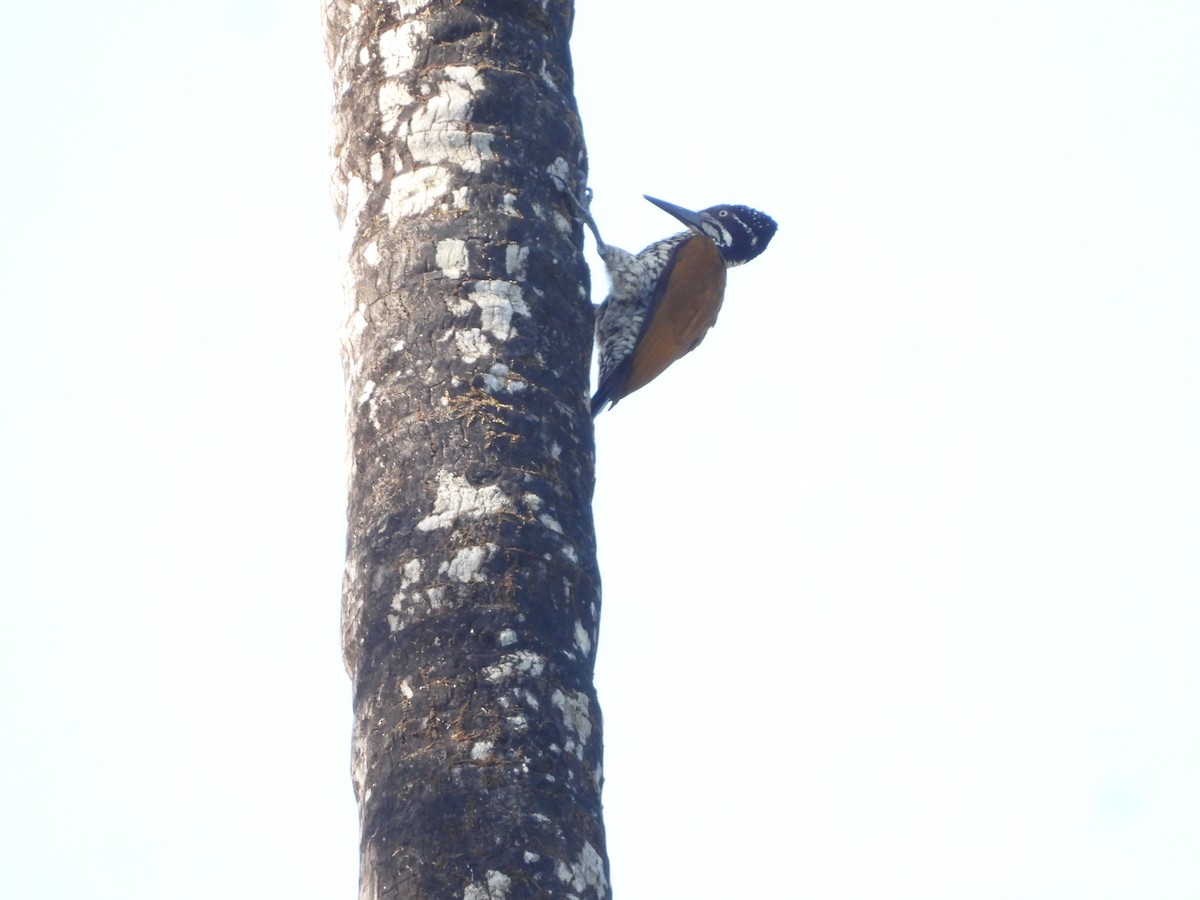 Malabar Flameback - ML647353452