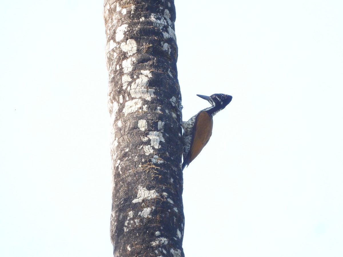 Malabar Flameback - ML647353453