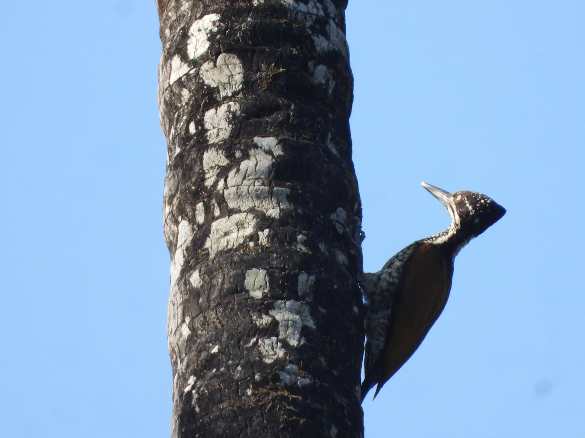 Malabar Flameback - ML647353454