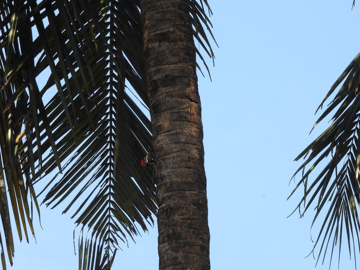 Malabar Flameback - ML647353457