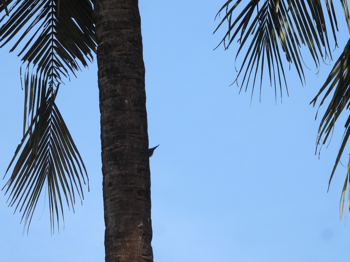 Malabar Flameback - ML647353458