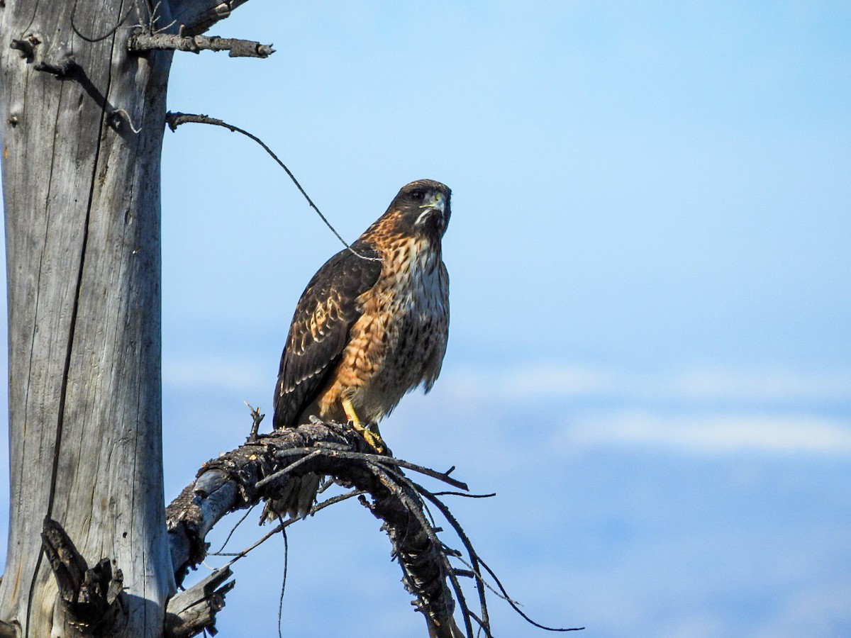 Red-tailed Hawk - ML647353465
