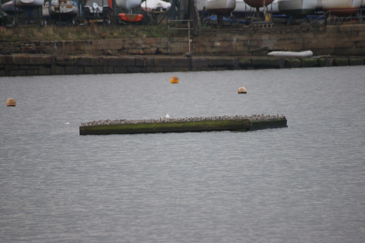 Исландский песочник - ML647353476