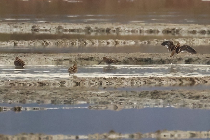 חרטומית ביצות - ML647353477