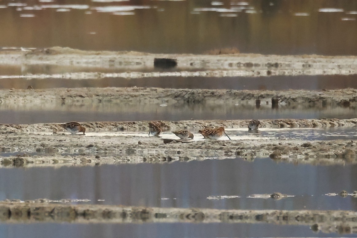חרטומית ביצות - ML647353478