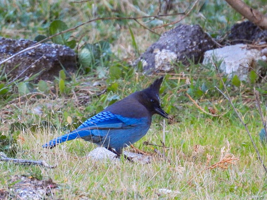Steller's Jay - ML647353484