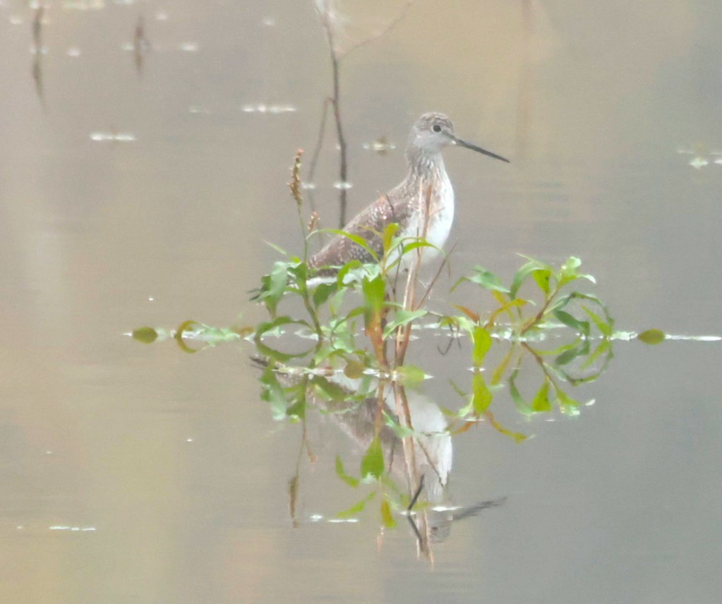 Greater Yellowlegs - ML647353498
