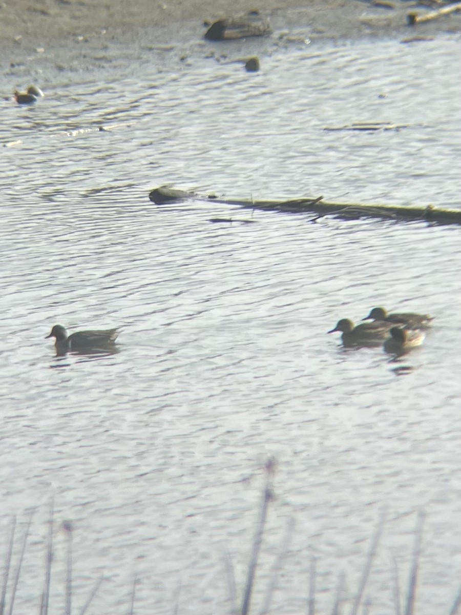 čírka obecná - ML647353523