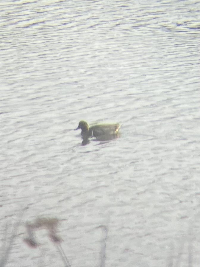 čírka obecná - ML647353524