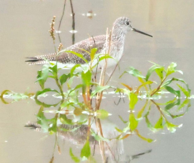 Greater Yellowlegs - ML647353528