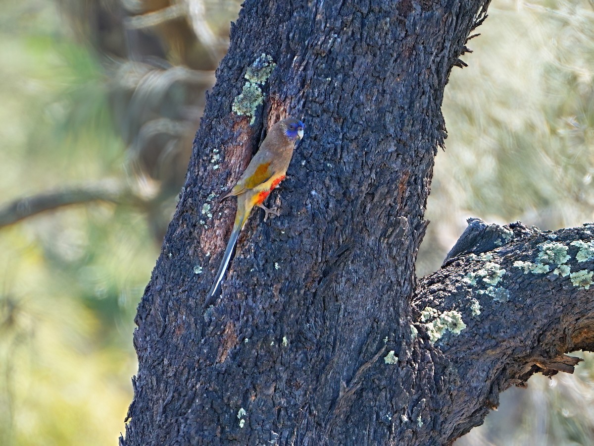 Greater Bluebonnet (Yellow-vented) - ML647353530