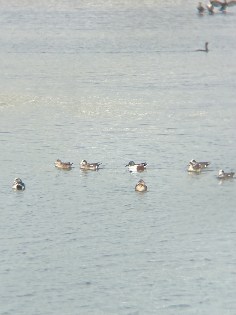 hvízdák americký - ML647353531