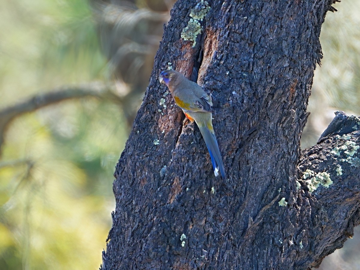 Greater Bluebonnet (Yellow-vented) - ML647353532