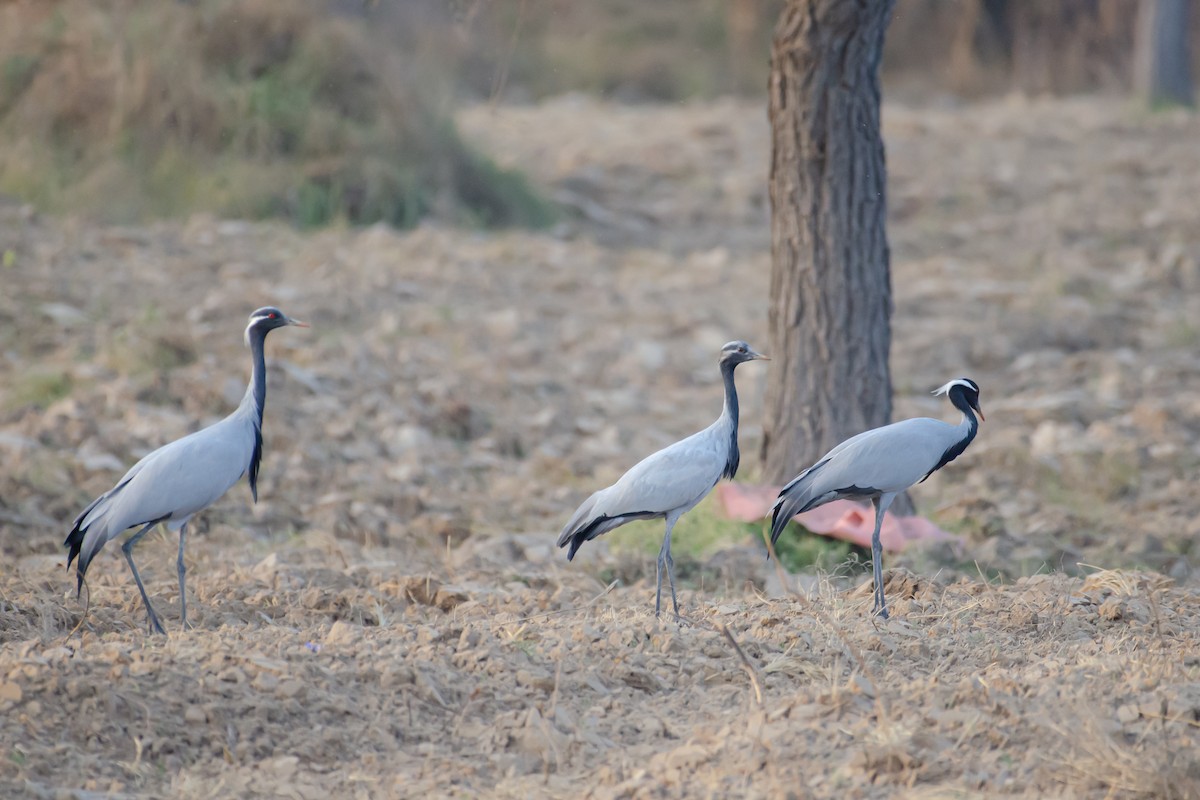 Demoiselle Crane - ML647353537