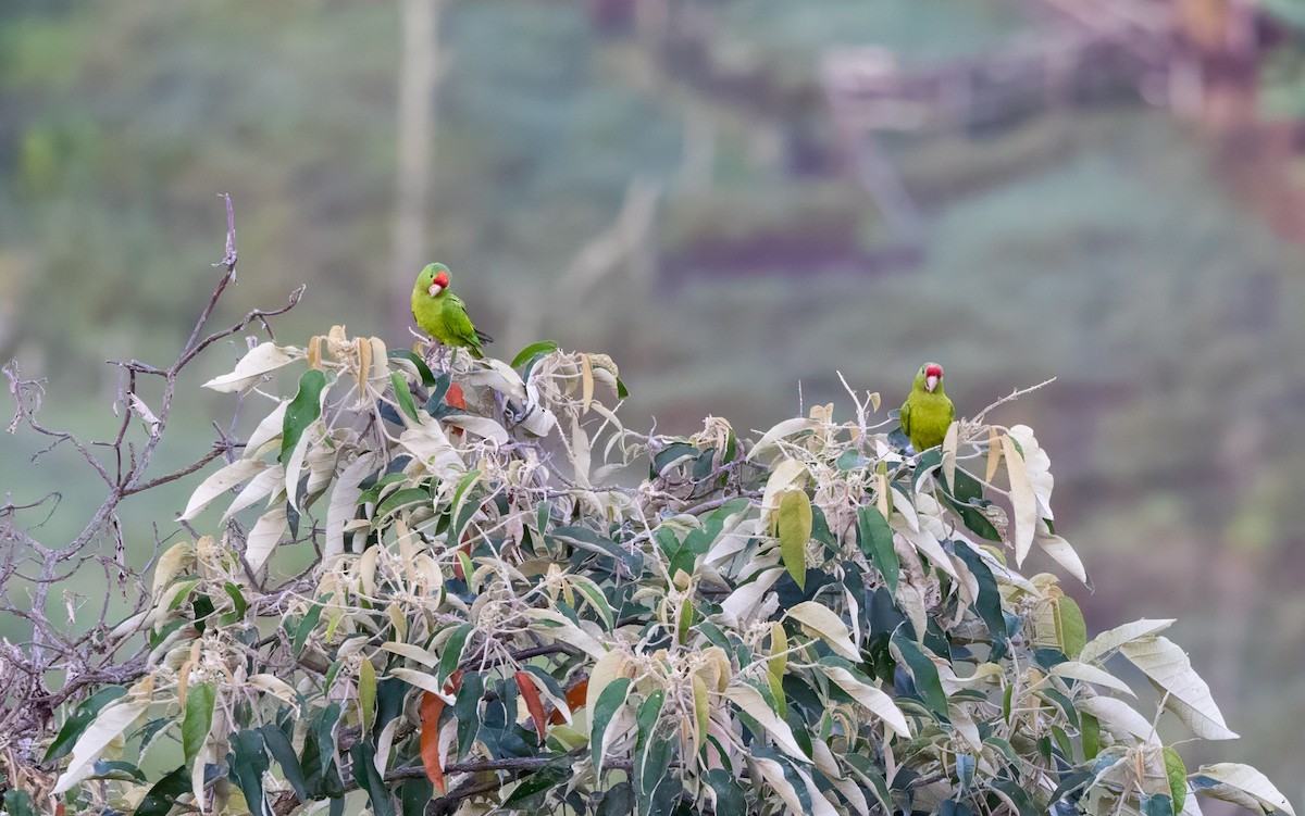 aratinga červenočelý - ML647353555