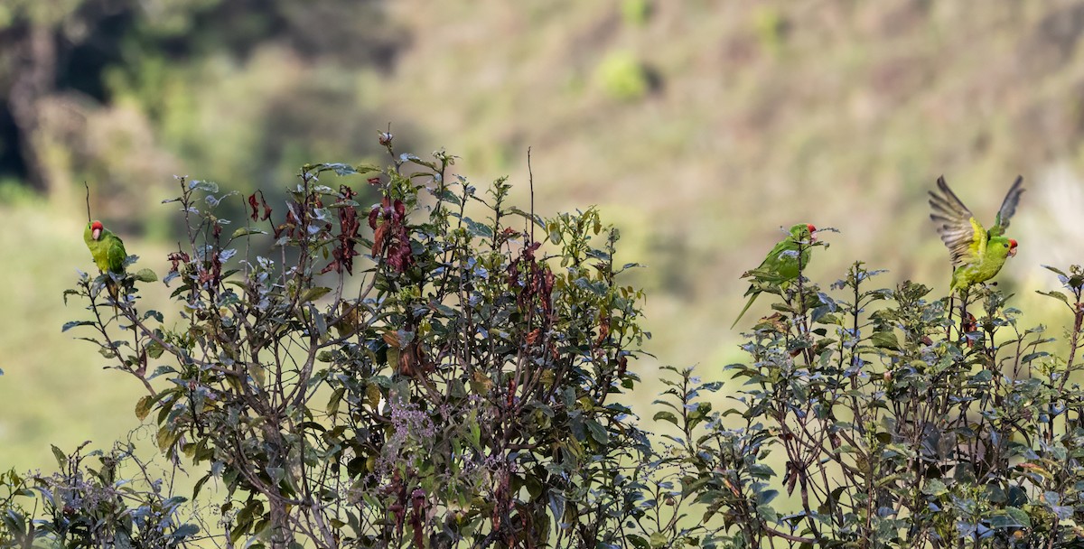 aratinga červenočelý - ML647353556