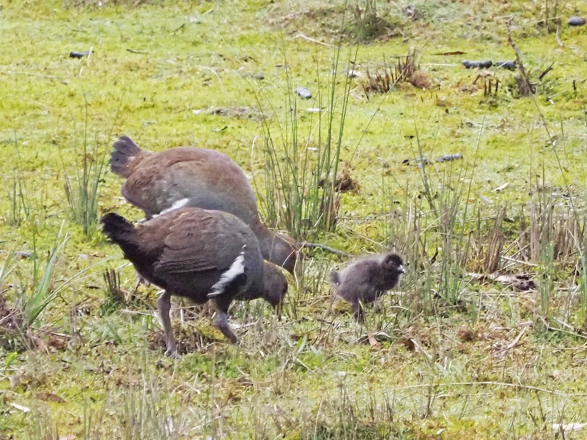 Tasmanian Nativehen - ML647353616