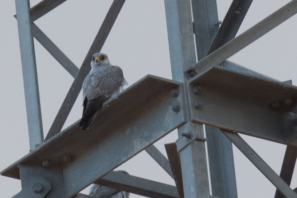 Silberfalke - ML647353642