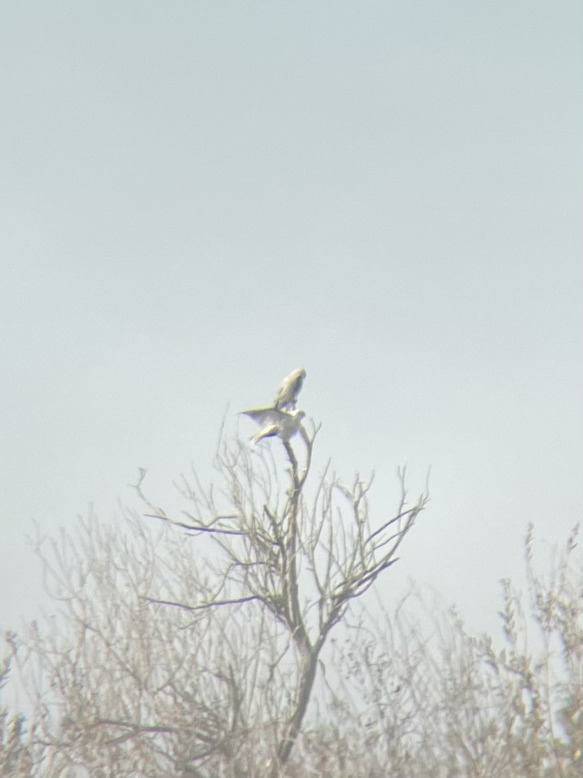 luněc americký - ML647353687