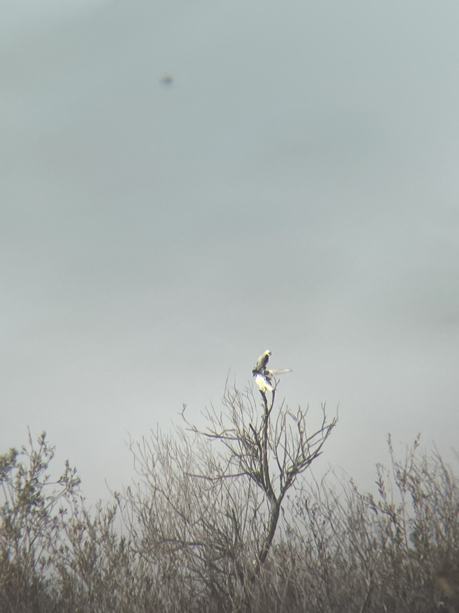 luněc americký - ML647353689