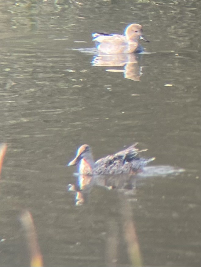 lžičák pestrý - ML647353715