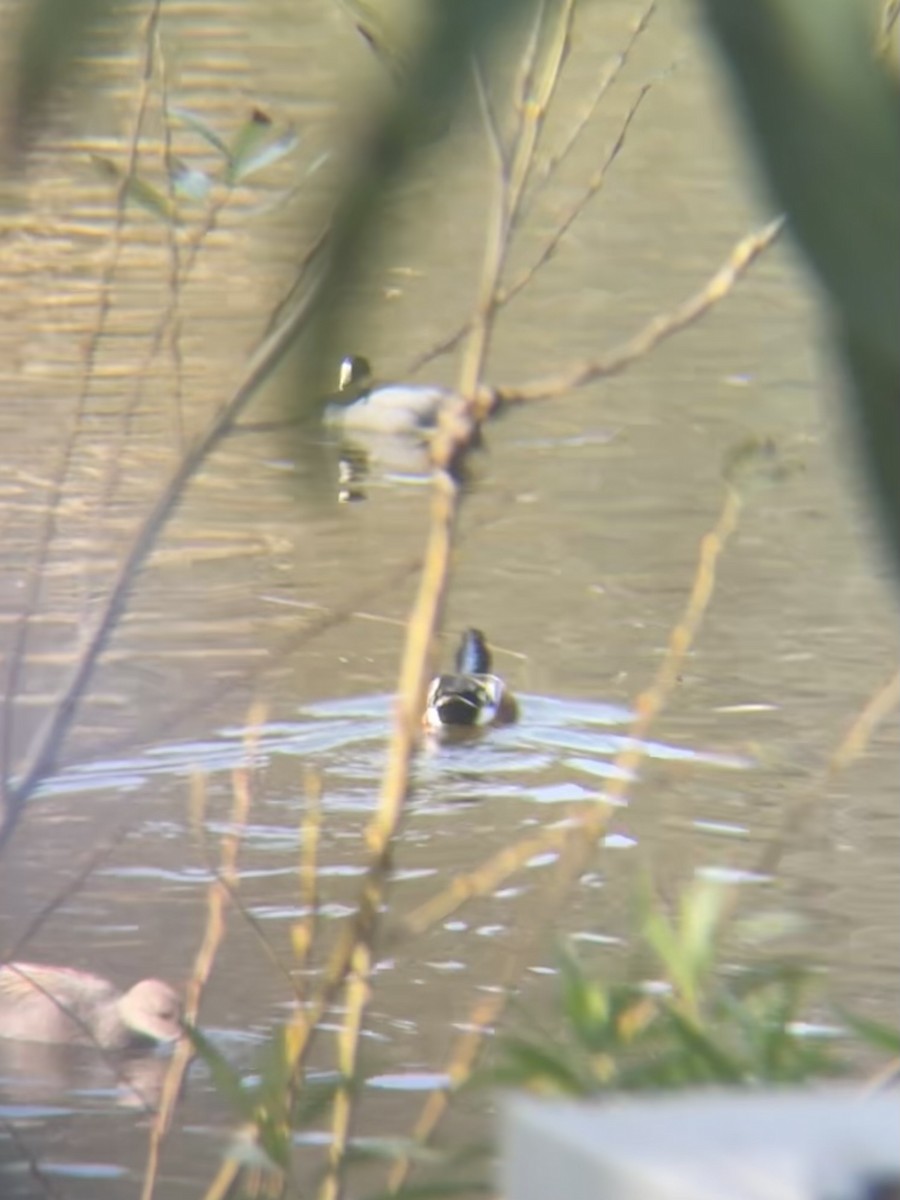 lžičák pestrý - ML647353716