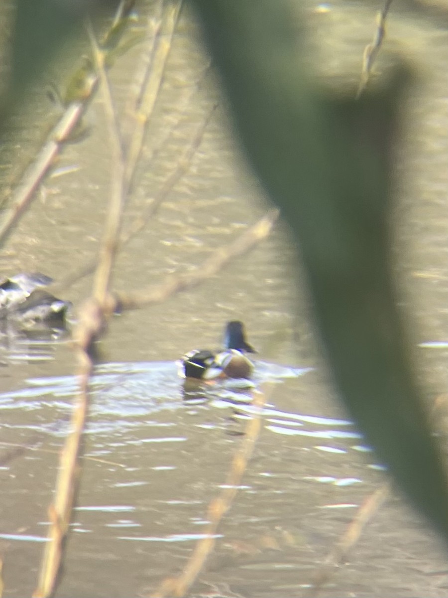 lžičák pestrý - ML647353717