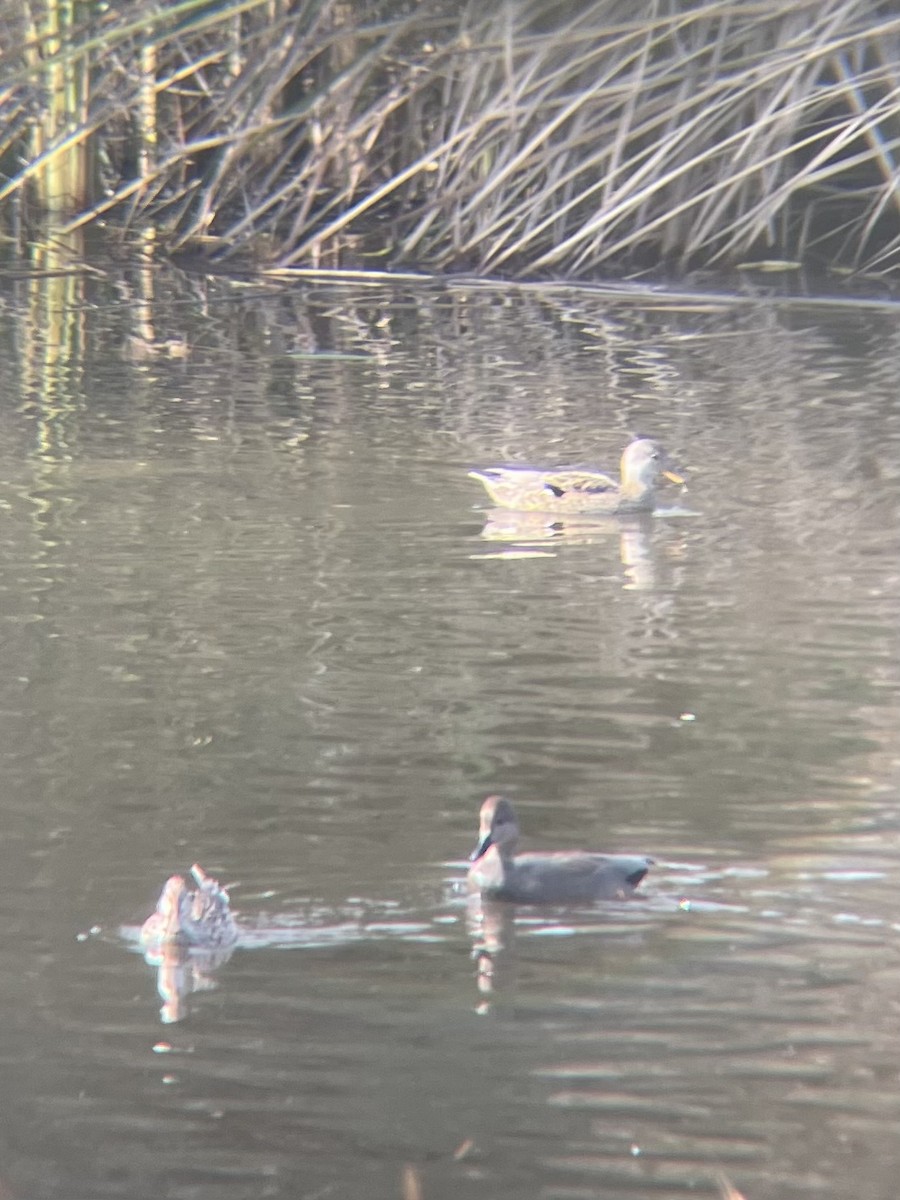 kopřivka obecná - ML647353733