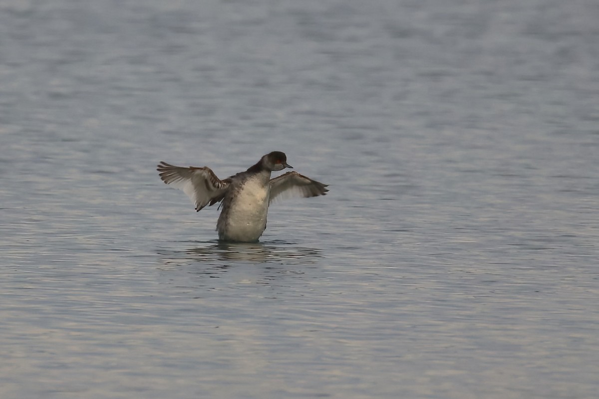 Eared Grebe - ML647353735