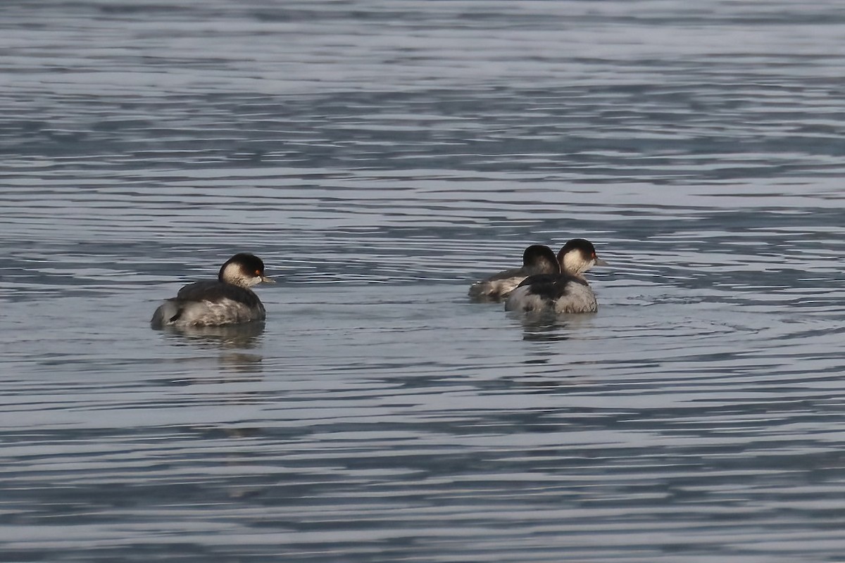 Eared Grebe - ML647353737